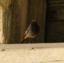 BLACK REDSTART